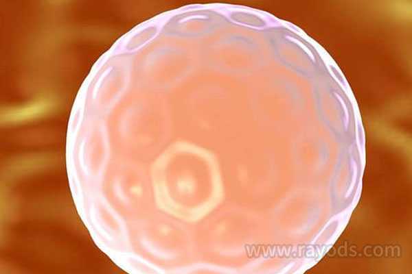 囊胚培养，做试管婴儿我们是否需要养囊？